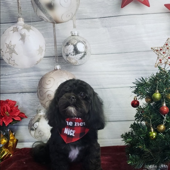 Meet your Posher, Pamela - Picture 1 of 1